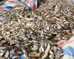 Bộ TN&MT thông tin về việc xác định nguyên nhân cá chết ở Thanh Hóa