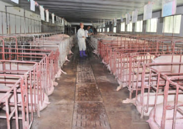 Xử lý nước thải chăn nuôi lợn